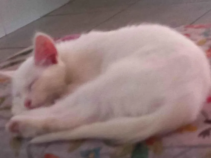 Gato raça Angora idade 7 a 11 meses nome Rubi