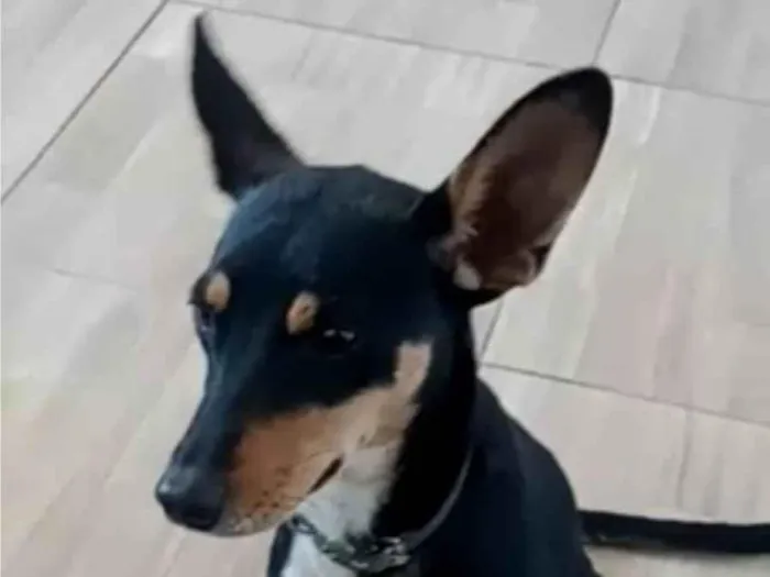 Cachorro raça Srd idade 7 a 11 meses nome KIRA