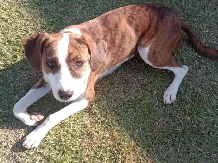 Cachorro raça Srd idade 7 a 11 meses nome Stella