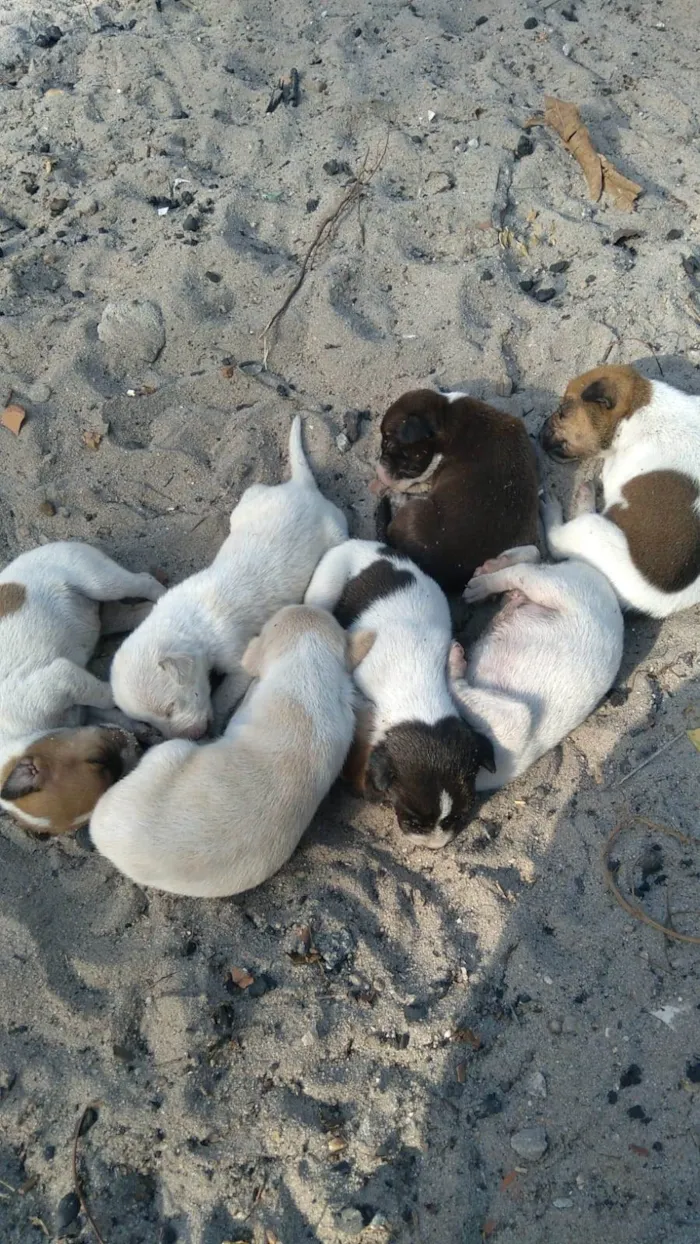 Cachorro ra a SRD-ViraLata idade Abaixo de 2 meses nome Cães 