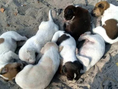 Cachorro raça SRD-ViraLata idade Abaixo de 2 meses nome Cães 