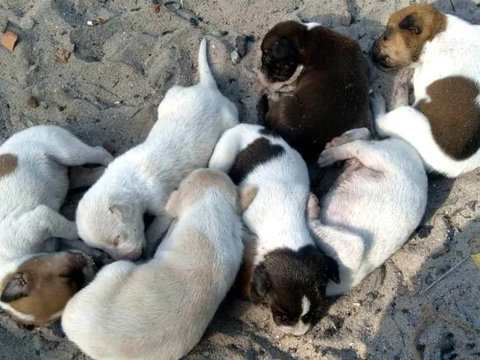 Cachorro ra a SRD-ViraLata idade Abaixo de 2 meses nome Cães 