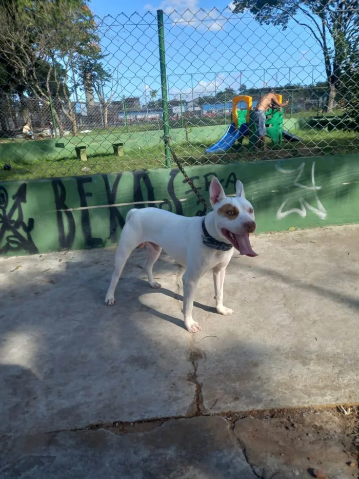 Cachorro ra a Pit-Bull idade 2 anos nome Ruck