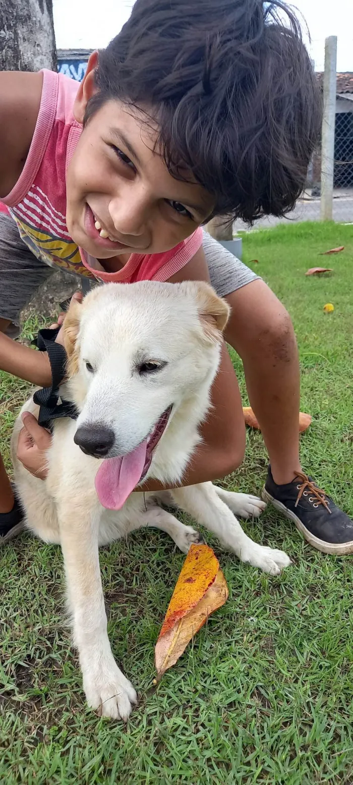 Cachorro raça Labrador  idade 1 ano nome Billy