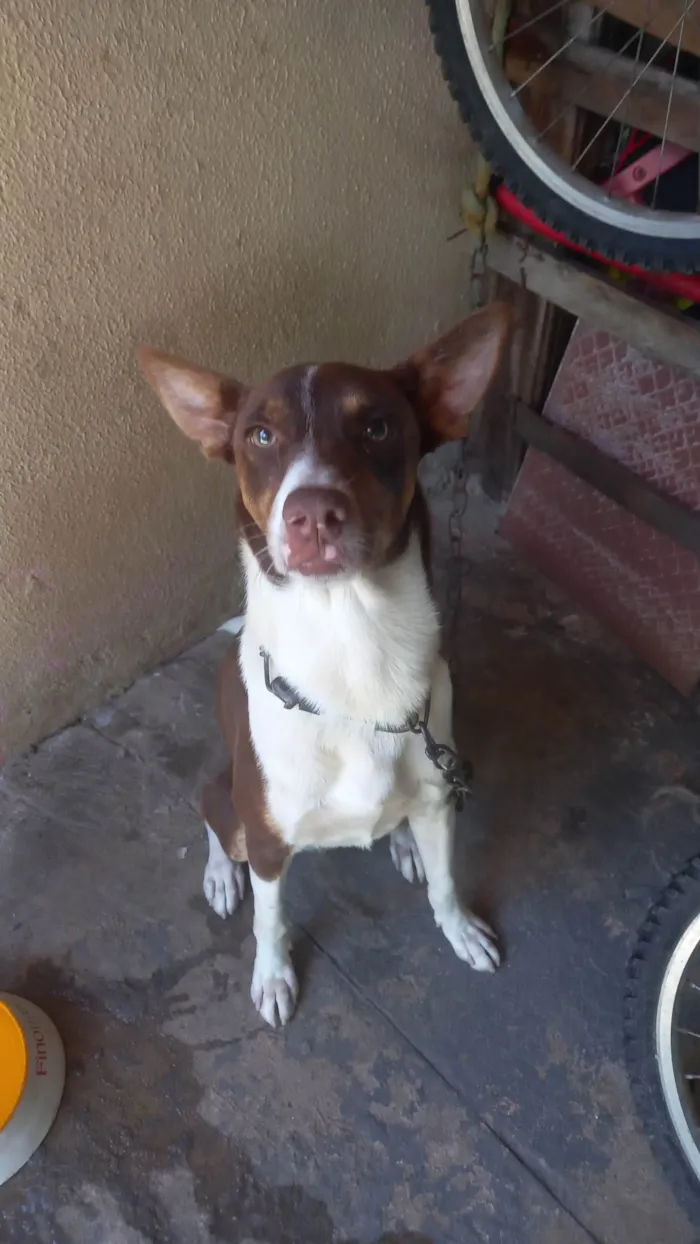 Cachorro raça Vira lata idade 2 anos nome Beyle
