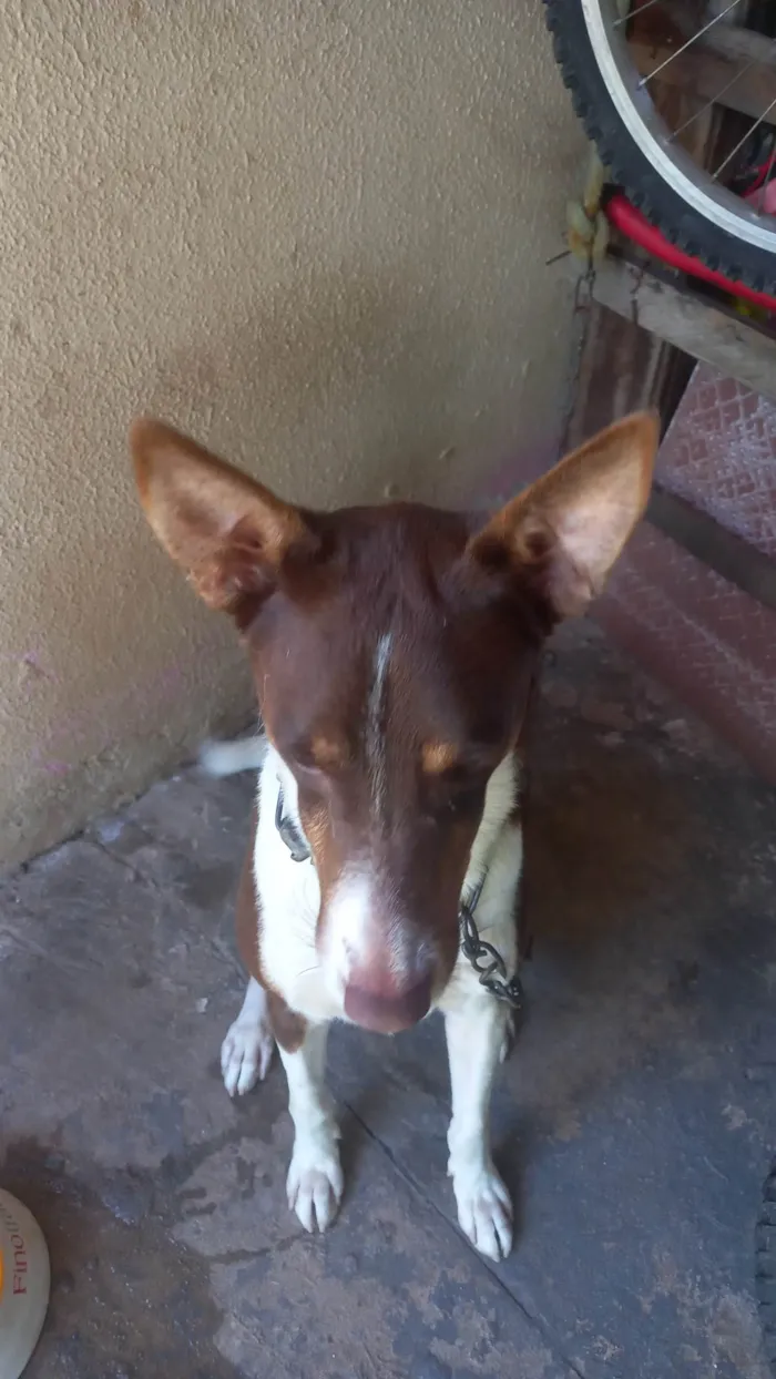 Cachorro raça Vira lata idade 2 anos nome Beyle