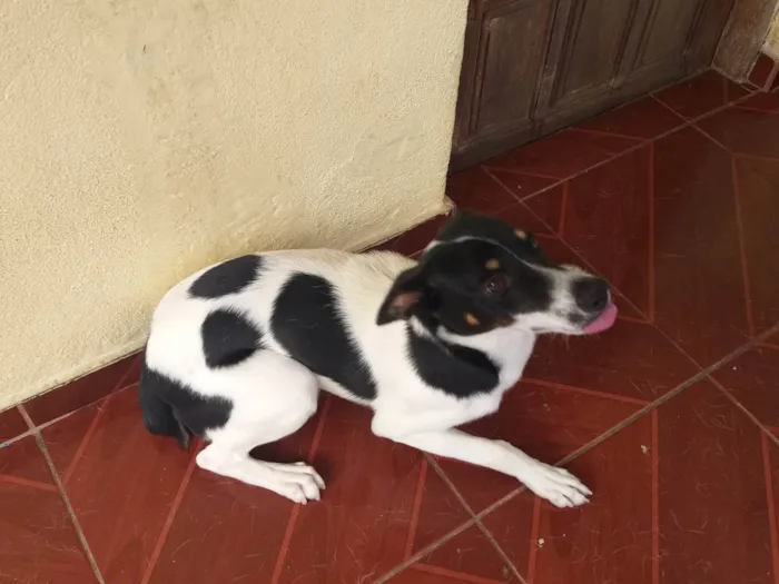 Cachorro ra a  idade 2 anos nome Preta