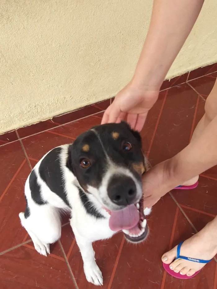 Cachorro ra a  idade 2 anos nome Preta