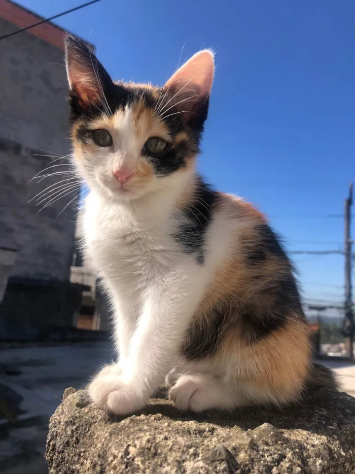 Gato ra a SRD-ViraLata idade 2 a 6 meses nome Princesa (sem nome ainda)