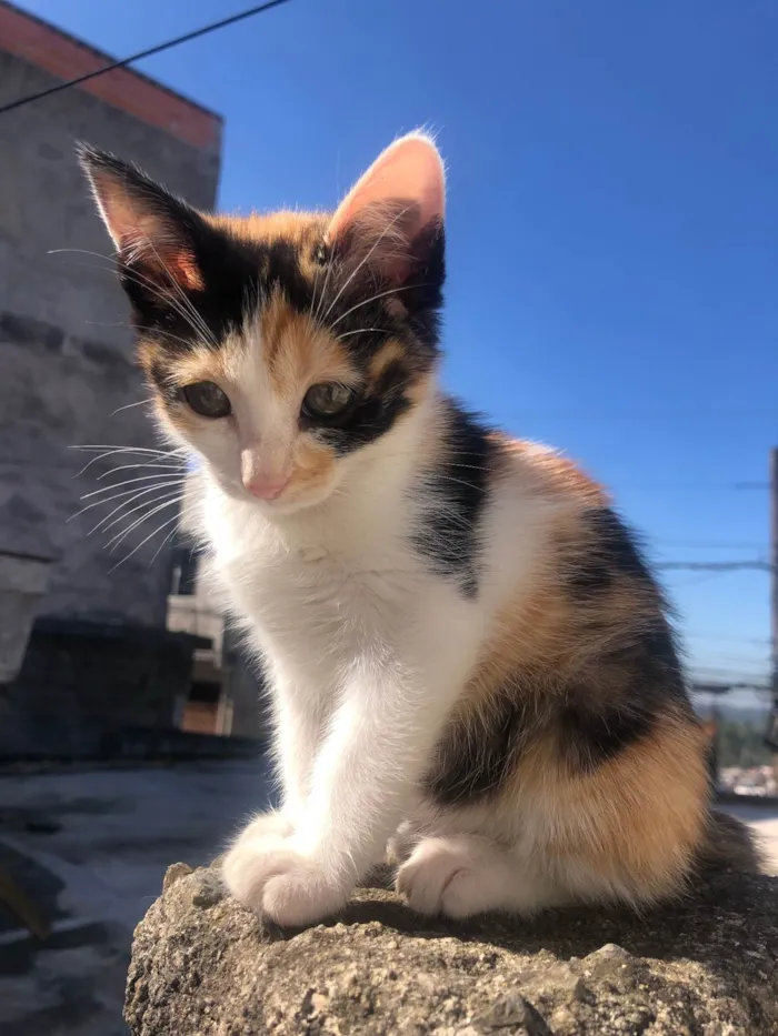 Gato ra a SRD-ViraLata idade 2 a 6 meses nome Princesa (sem nome ainda)