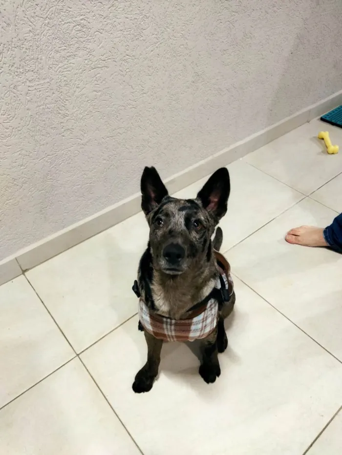 Cachorro ra a SRD-ViraLata idade 7 a 11 meses nome Chico 