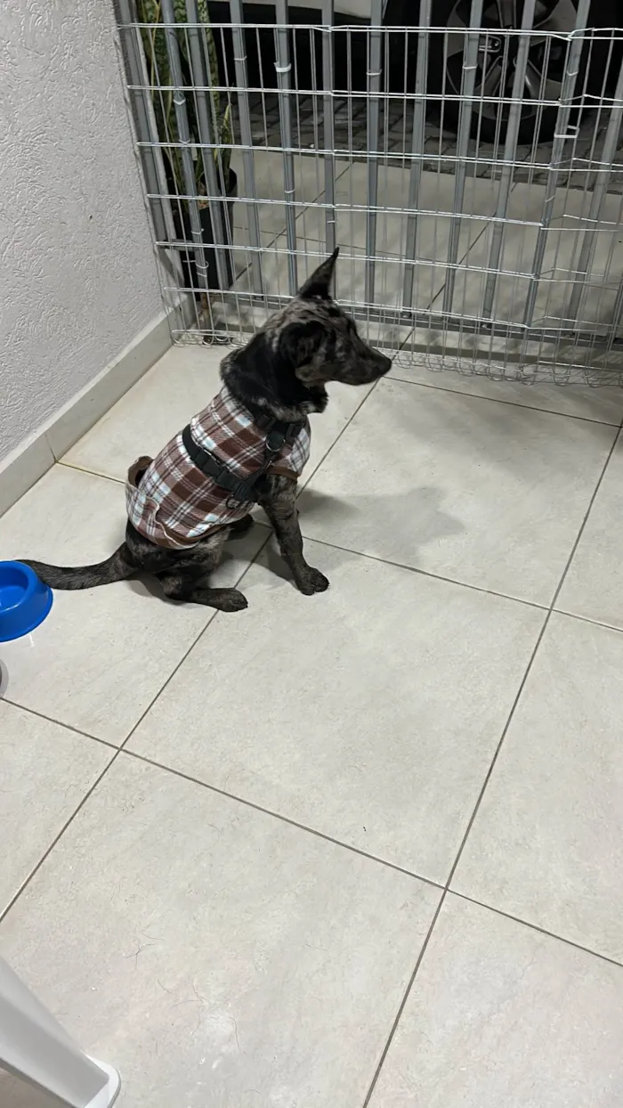 Cachorro ra a SRD-ViraLata idade 7 a 11 meses nome Chico 