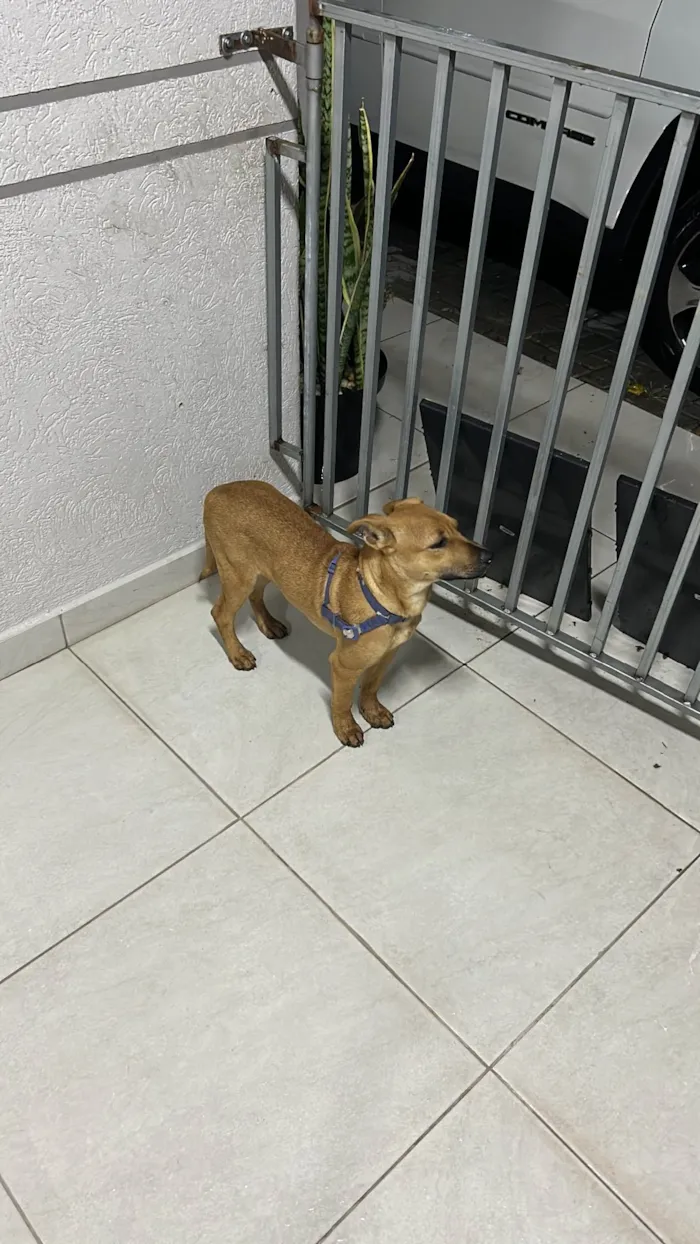 Cachorro ra a SRD-ViraLata idade 2 a 6 meses nome Jeremias 