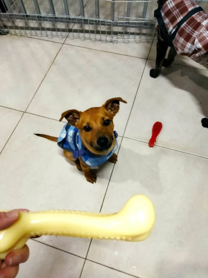 Cachorro ra a SRD-ViraLata idade 2 a 6 meses nome Jeremias 