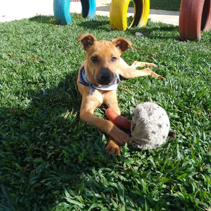 Cachorro ra a SRD-ViraLata idade 2 a 6 meses nome Jeremias 