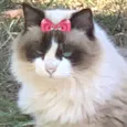 Safira 