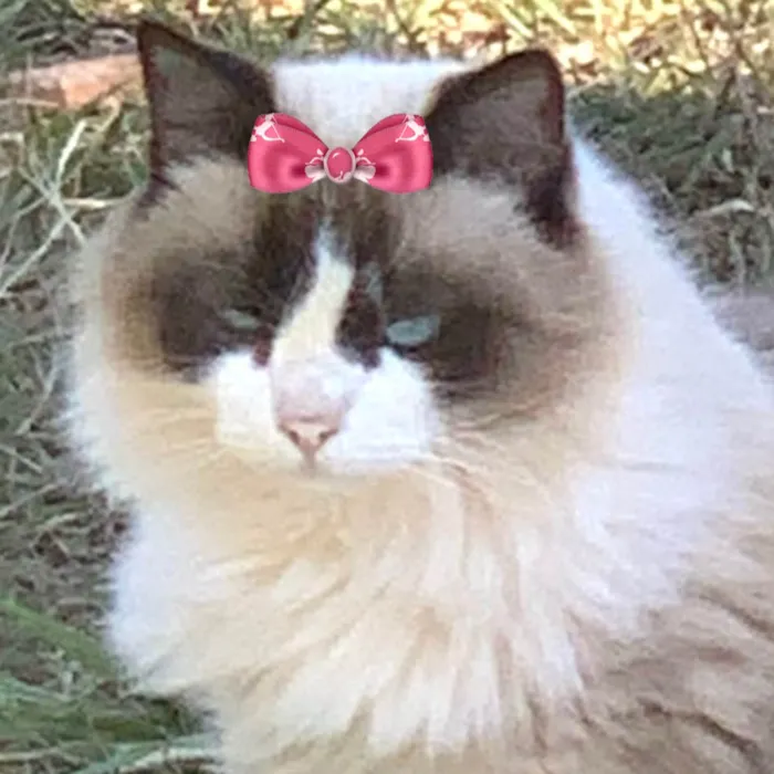 Gato ra a Mestica  idade 7 a 11 meses nome Safira 