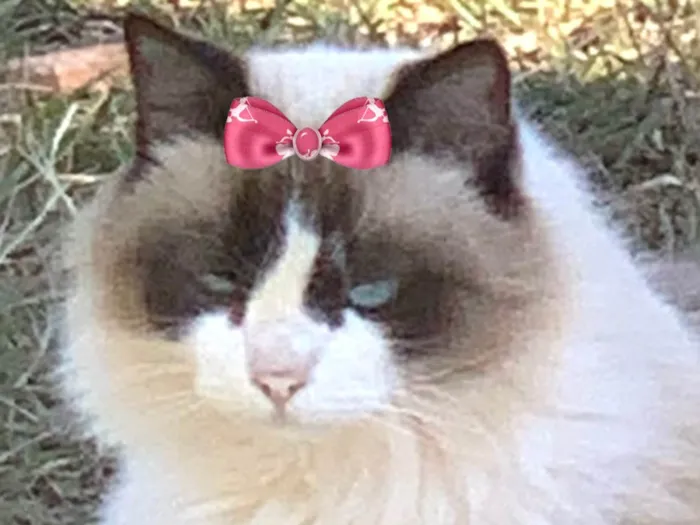 Gato ra a Mestica  idade 7 a 11 meses nome Safira 