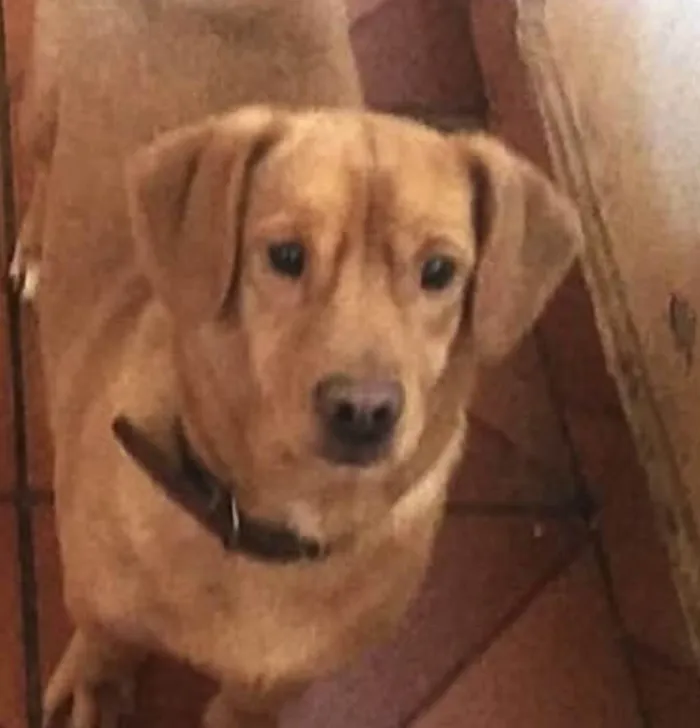 Cachorro ra a Mestico  idade 1 ano nome Caramelo 