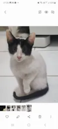 Milk