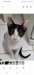 Milk