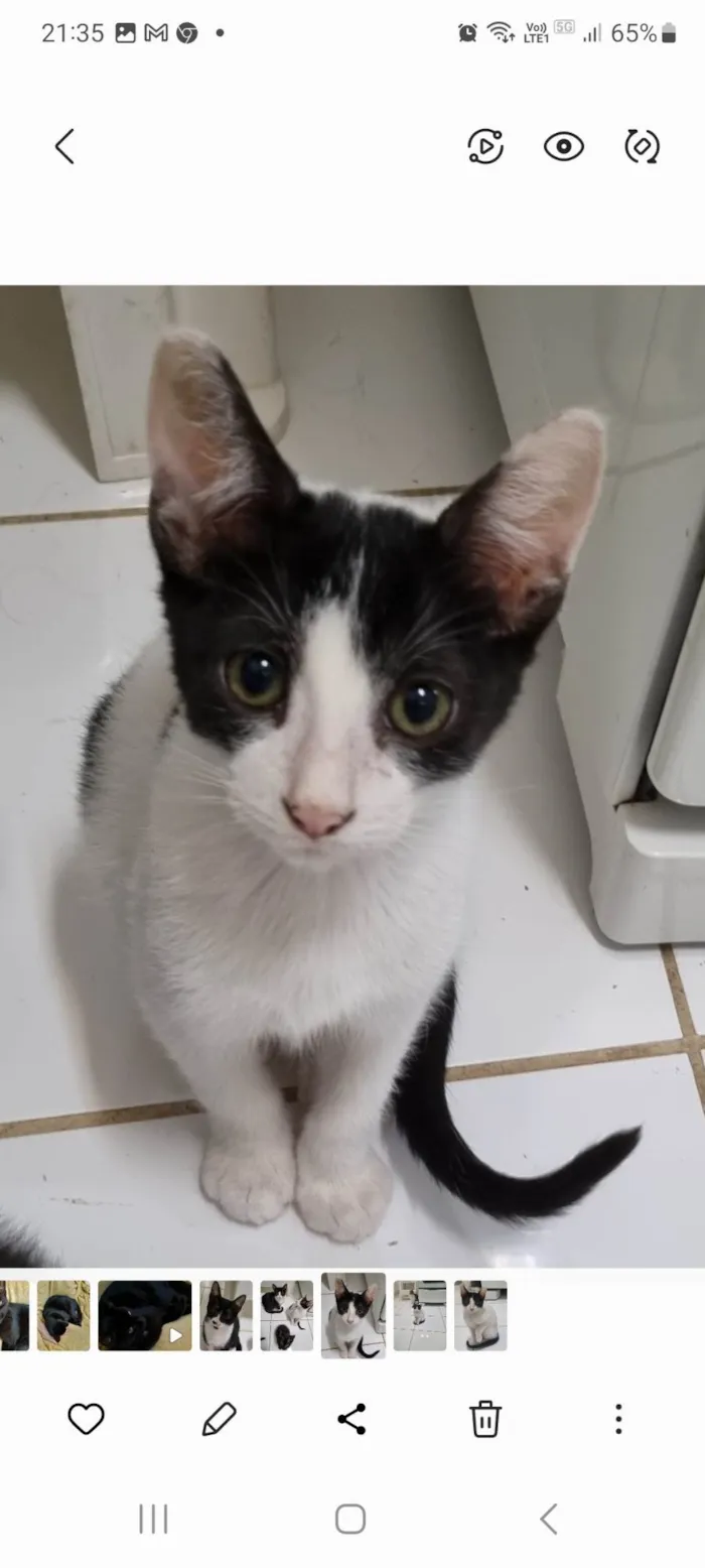 Gato ra a SRD-ViraLata idade 2 a 6 meses nome Milk