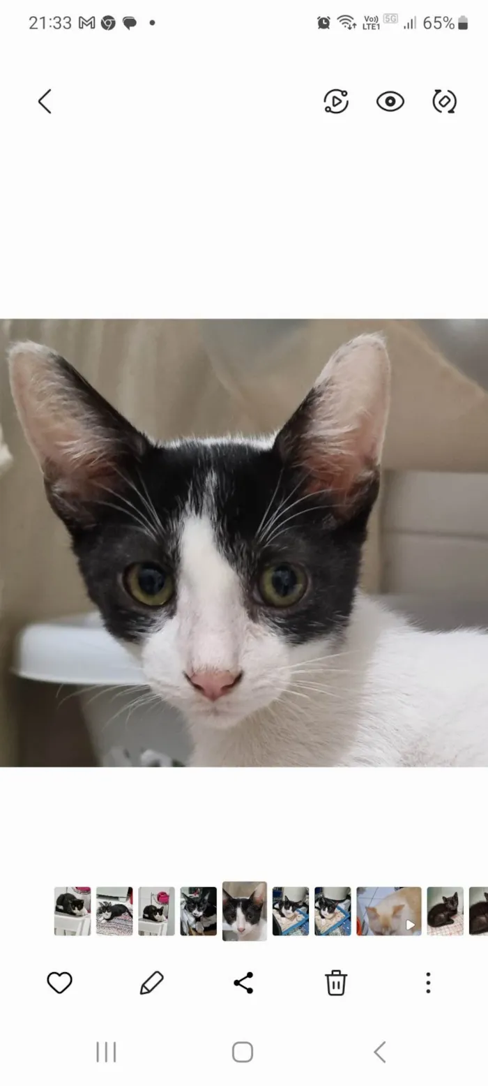 Gato ra a SRD-ViraLata idade 2 a 6 meses nome Milk