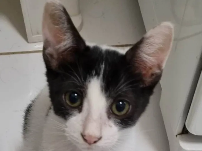 Gato ra a SRD-ViraLata idade 2 a 6 meses nome Milk
