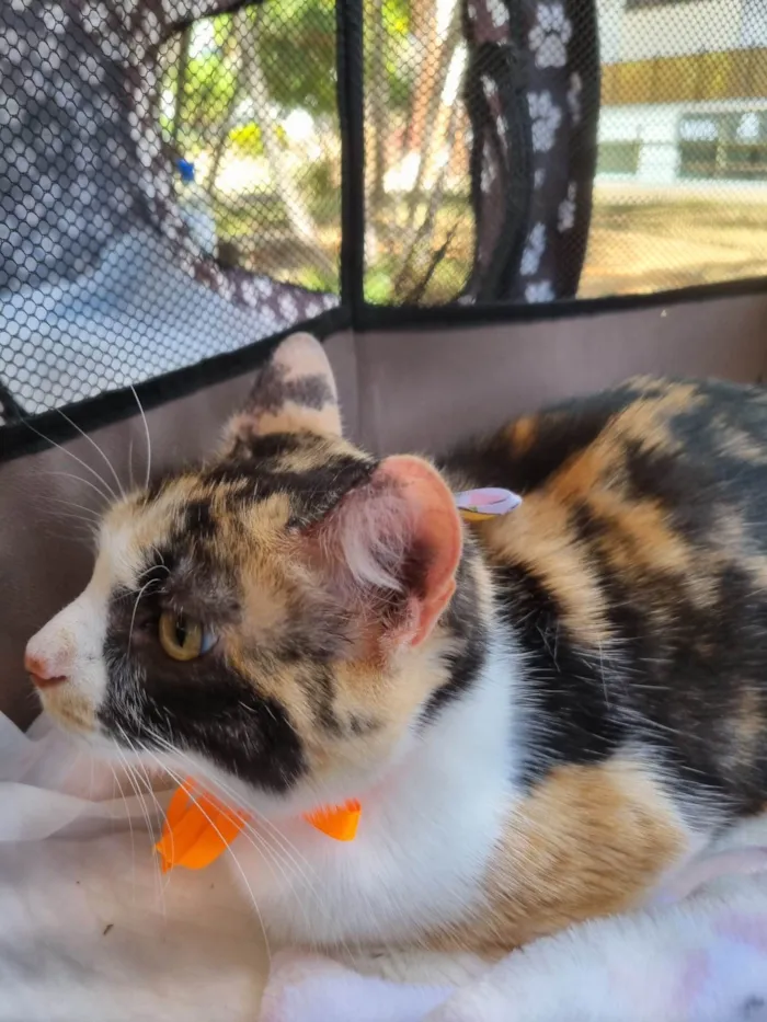 Gato ra a SRD-ViraLata idade 1 ano nome Mel