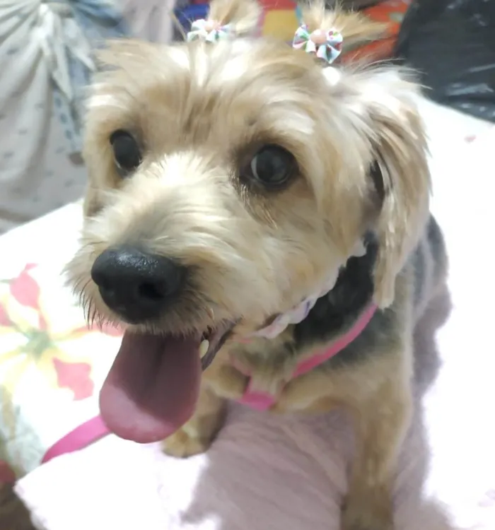 Cachorro ra a Mestica  idade 1 ano nome Julie 