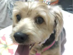 Cachorro raça Mestica  idade 1 ano nome Julie 