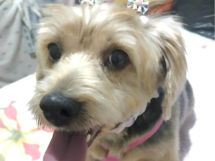 Cachorro ra a Mestica  idade 1 ano nome Julie 