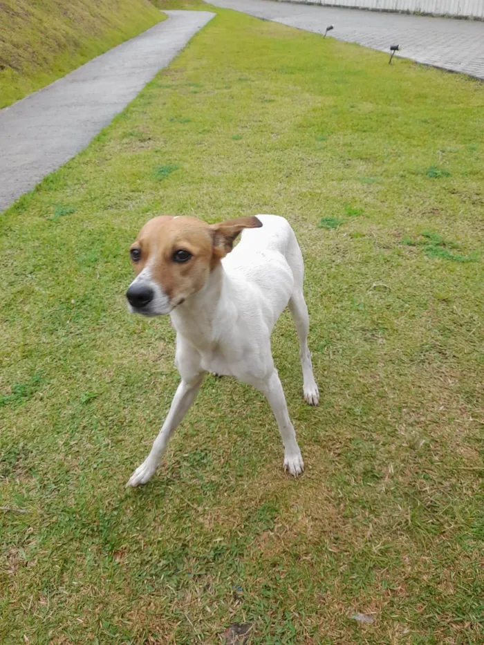 Cachorro raça SRD-ViraLata idade 1 ano nome Carolmelo