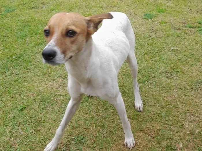 Cachorro raça SRD-ViraLata idade 1 ano nome Carolmelo