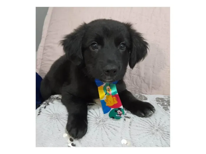 Cachorro ra a SRD-ViraLata idade 2 a 6 meses nome Uggy