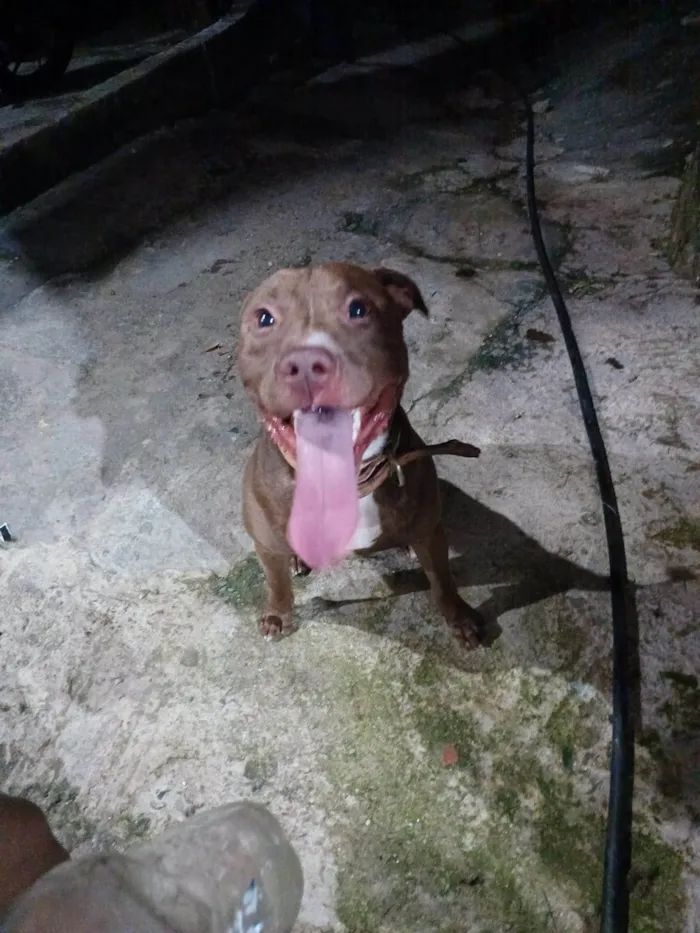 Cachorro ra a Pit-Bull idade 1 ano nome Thanos