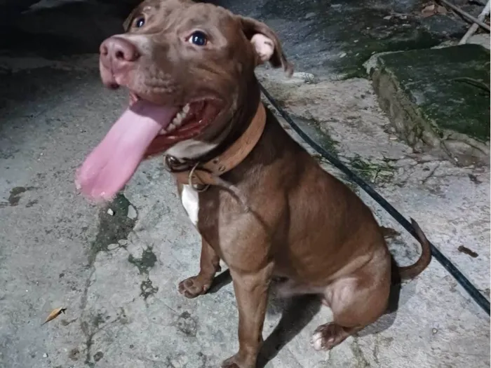 Cachorro ra a Pit-Bull idade 1 ano nome Thanos