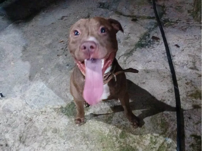 Cachorro ra a Pit-Bull idade 1 ano nome Thanos