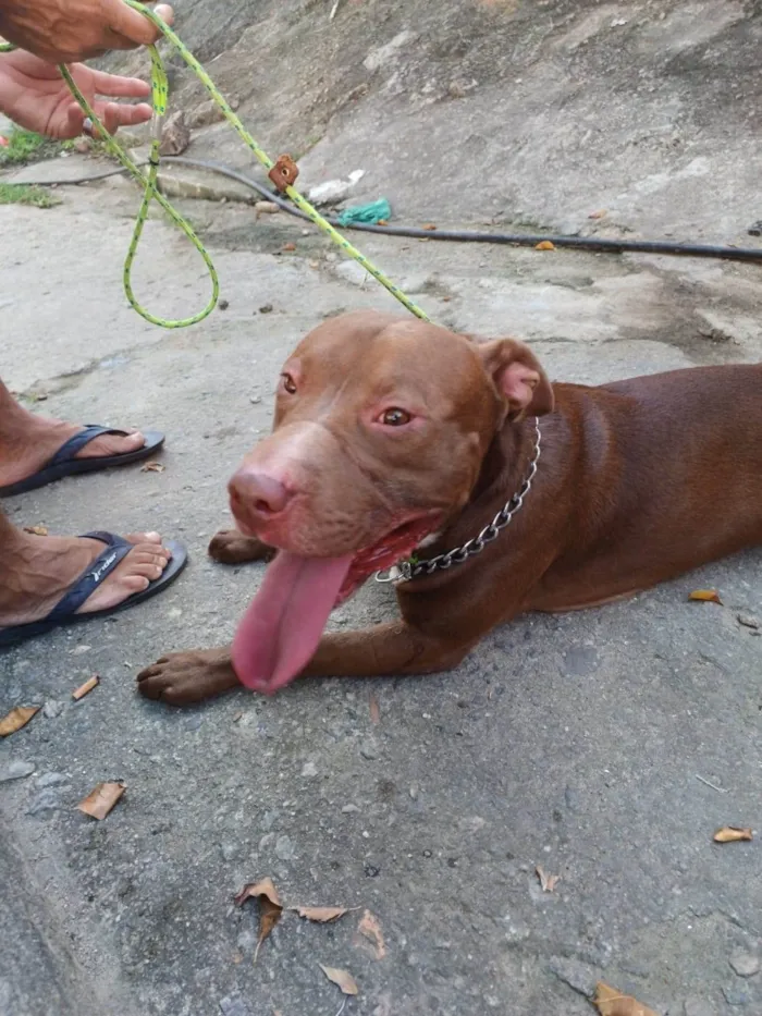 Cachorro ra a Pit-Bull idade 1 ano nome Thanos