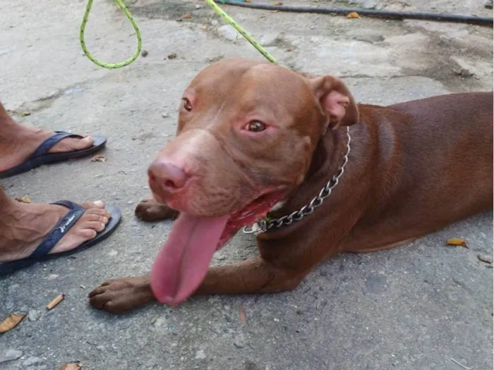 Cachorro ra a Pit-Bull idade 1 ano nome Thanos