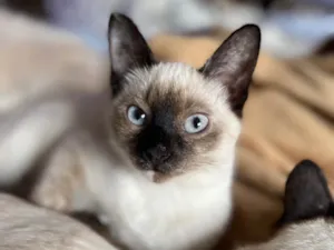 Gato raça Srd idade 2 a 6 meses nome Clarinha