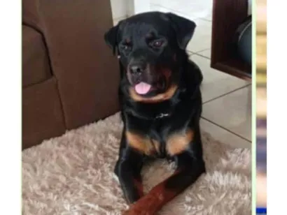 Cachorro raça Rottweiler  idade 1 ano nome Romeu