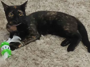 Gato raça Srd idade 1 ano nome Mia