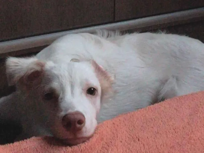 Cachorro ra a  idade 7 a 11 meses nome Bolt