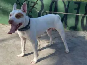 Cachorro raça Pit-Bull idade 2 anos nome Ruck