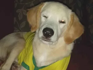 Cachorro raça Labrador  idade 1 ano nome Billy