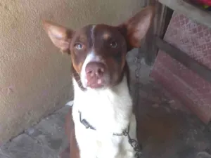 Cachorro raça Vira lata idade 2 anos nome Beyle