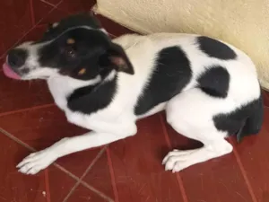 Cachorro raça  idade 2 anos nome Preta