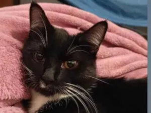 Gato raça Vira lata idade 7 a 11 meses nome Apolo