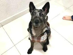 Cachorro raça SRD-ViraLata idade 7 a 11 meses nome Chico 
